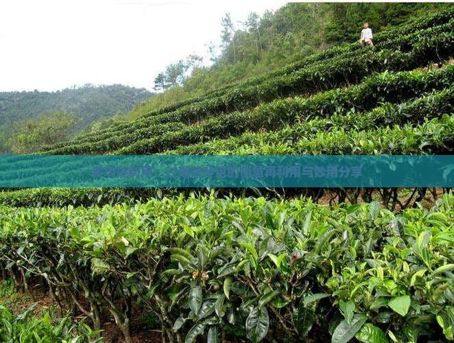 多功能利用：过期茶叶包的创意再利用与妙用分享
