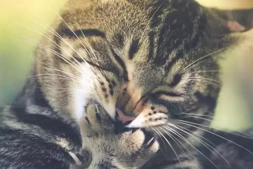 孕期产前，猫咪营养全面方案