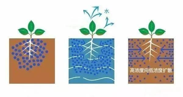 植物根系吸收所需养分的方式