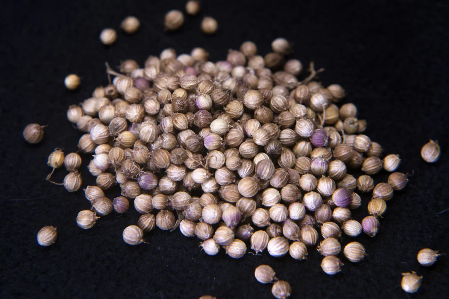 春秋两季种香菜，关键技巧全解析