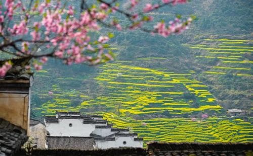 婺源油菜花最佳观赏时间和门票价格2025