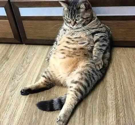猫咪不宜吃人饭，影响健康。