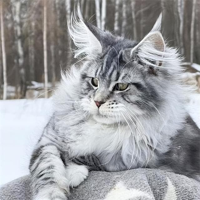 这些猫咪是公认的“颜值天花板”，好看又好养！
