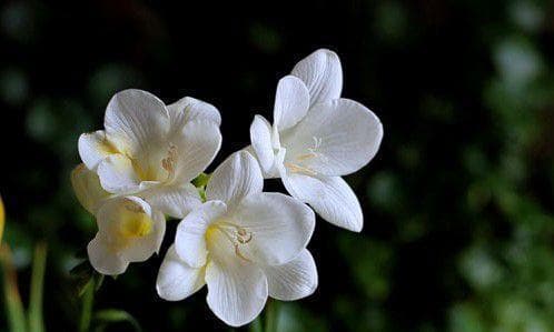 花开纯爱：十种代表纯洁和真挚爱情的花卉及其含义