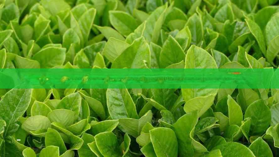 祛肺火：全面指南：适合的茶饮选择与健康功效