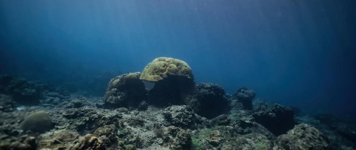 水下摄影白平衡完全指南：从原理到实战技巧