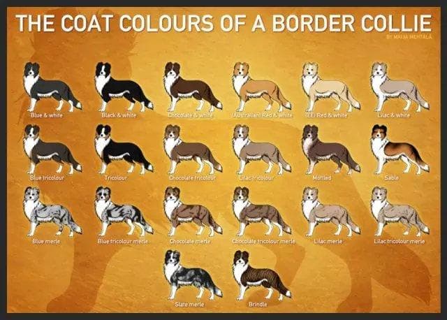 一张图读懂边境牧羊犬毛色遗传规律
