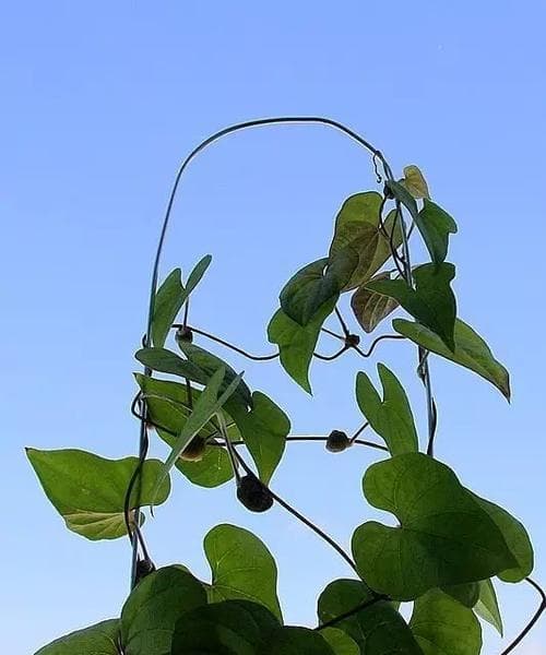 攀蒲——一种神奇的水生植物（探究攀蒲的生态特性、药用价值和栽培技术）