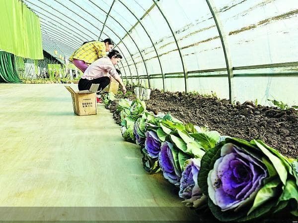 共享菜园收益AB面