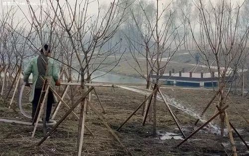 苗圃冬季灌溉诀窍，具体操作方法是什么，好处有哪些？
