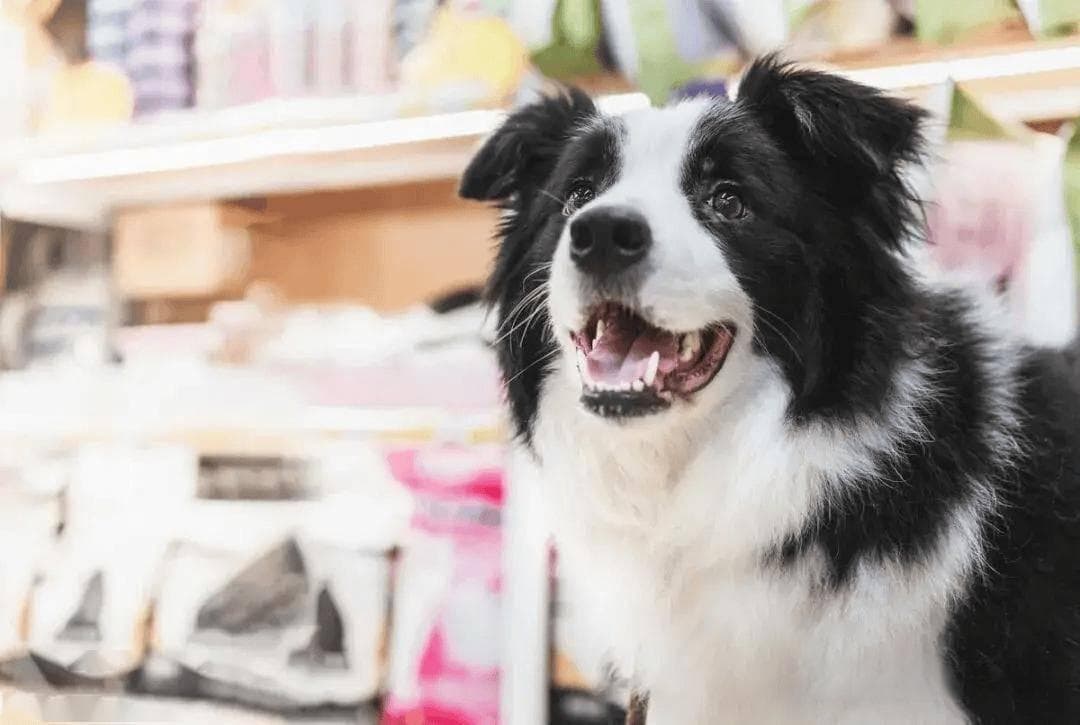 死亡率高于细小的犬胰腺炎，该如何预防