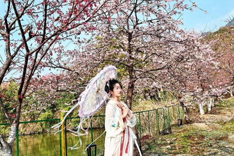 连江万株樱花引客来 赏景品美食两不误