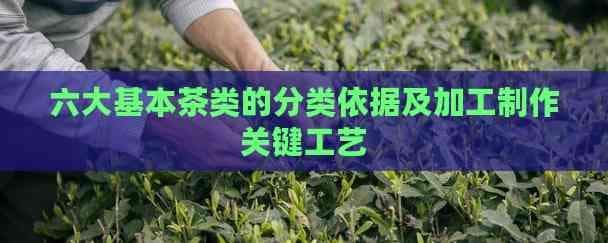 六大基本茶类的分类依据及加工制作关键工艺
