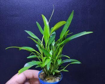 椒草的养殖方法与注意事项（全面了解椒草的生长需求和种植技巧）