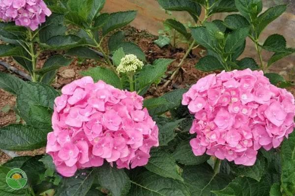 8个耐晒绣球花品种推荐，从无尽夏到纱织小姐