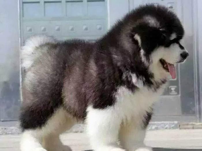 饲养员们注意，幼犬缺乏社会化训练后果很严重，快来看看吧