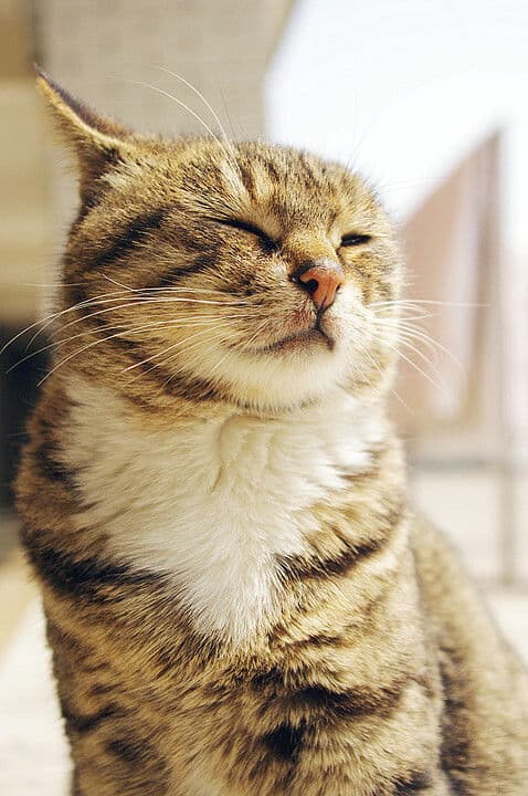 猫咪叫声抖动揭秘：从生理到情感的全面解析