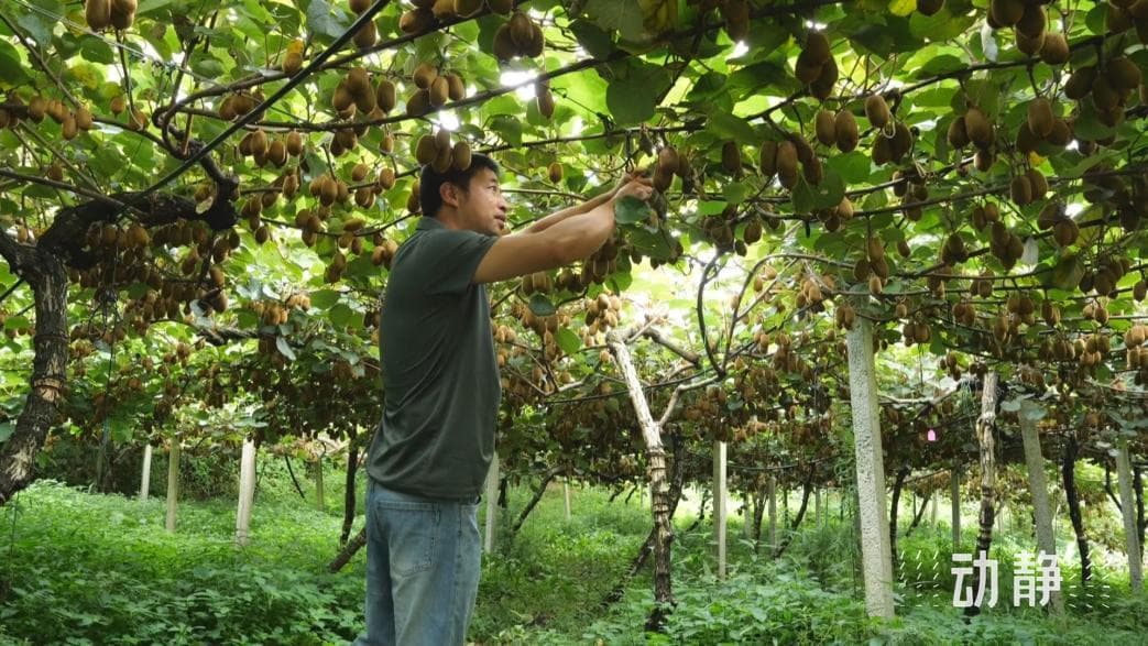 种植面积全国第三、全省第一，修文猕猴桃好吃背后的科技与狠活