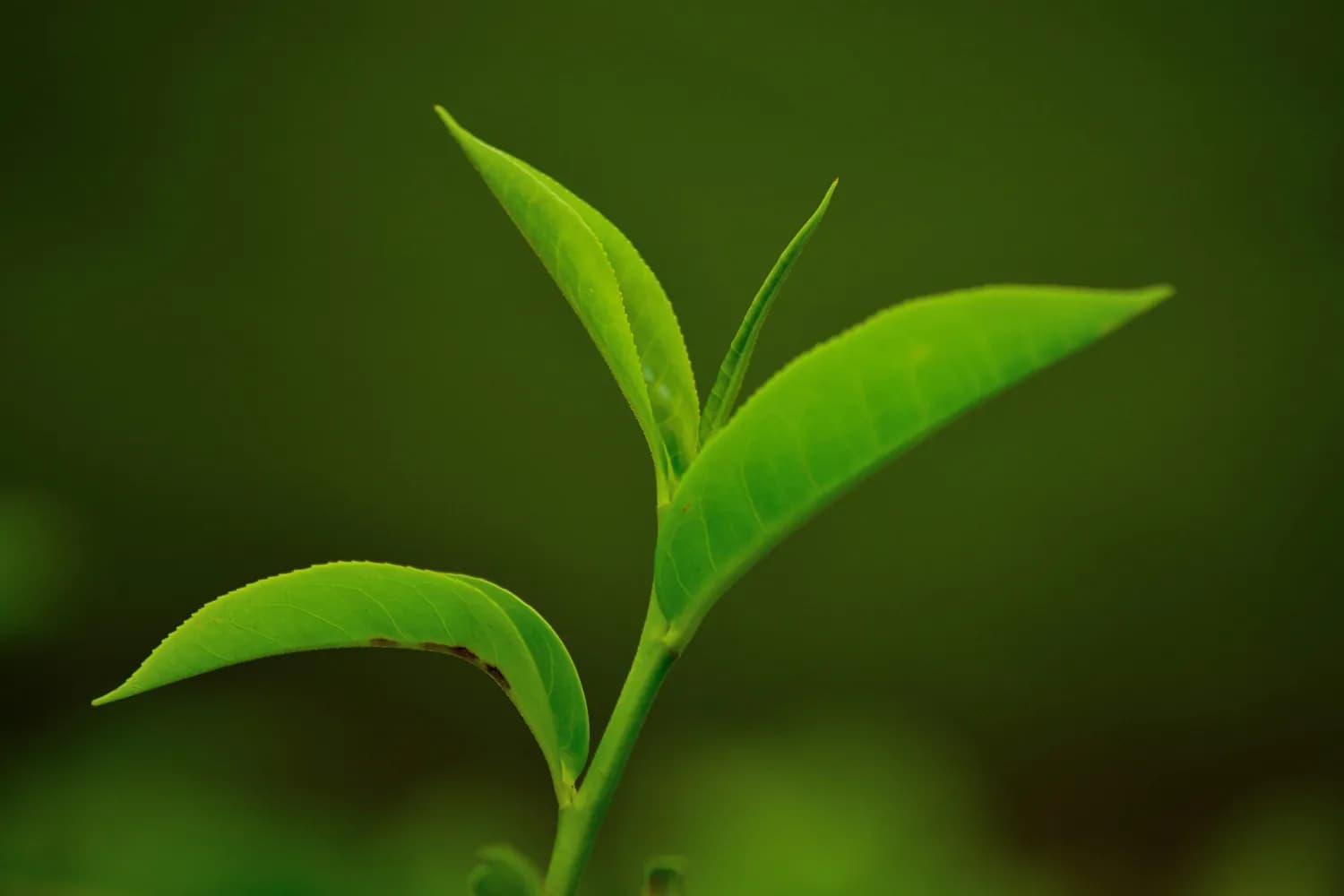 绿茶帮你清新口气，告别尴尬瞬间！