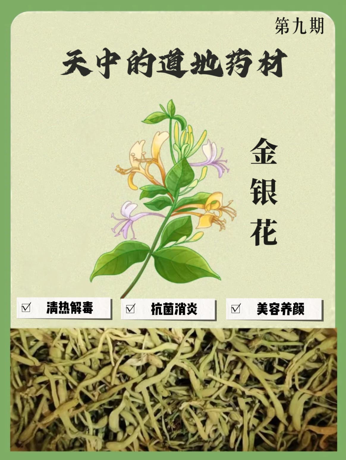 天中的道地药材（第九期）——金银花