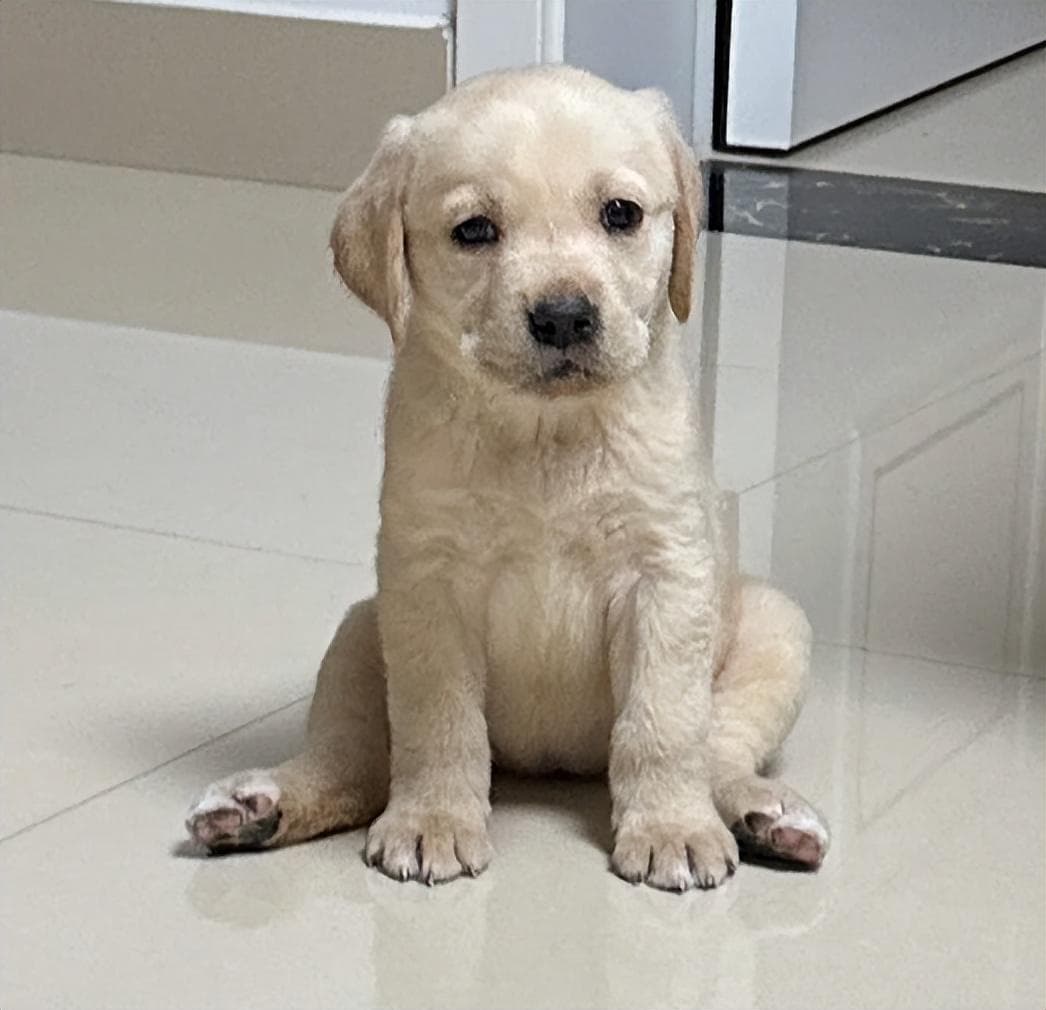 幼犬什么时候驱虫最合适（幼犬“驱虫”时间和做法）