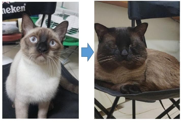 为什么我家猫总是很饿？食欲旺盛却体重不增的原因及解决方案