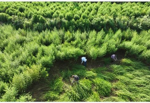 非洲患者以为青蒿素是“印度神药”，中国该如何夺回话语权