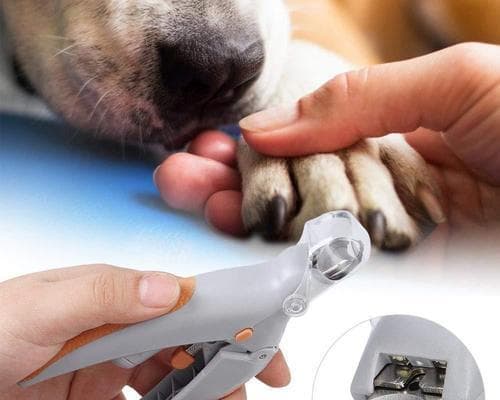 猫咪指甲钳使用全攻略：从初学者到高手的必备技能