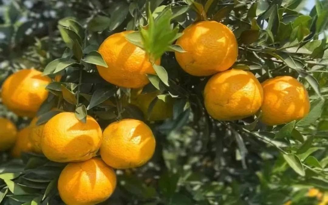 古韵今风：探寻新会陈皮茶饮的历史变迁与文化传承