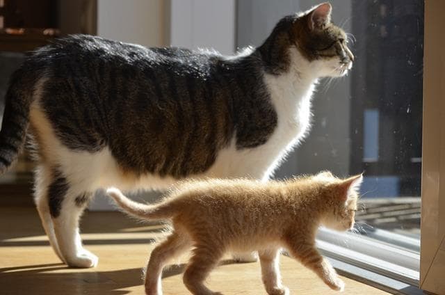猫咪怀孕吃什么补充营养？这 5 类食物千万不能喂！