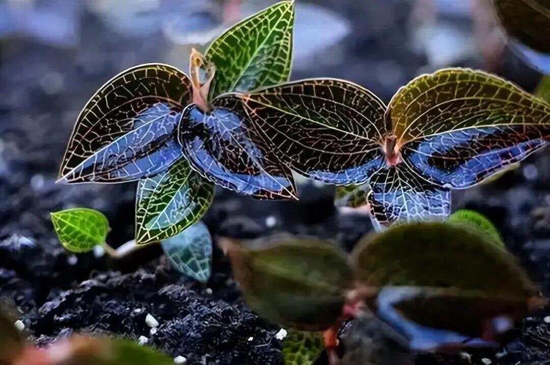 大名鼎鼎的金线莲，曾经卖到4万一公斤，如今是国家二级保护植物