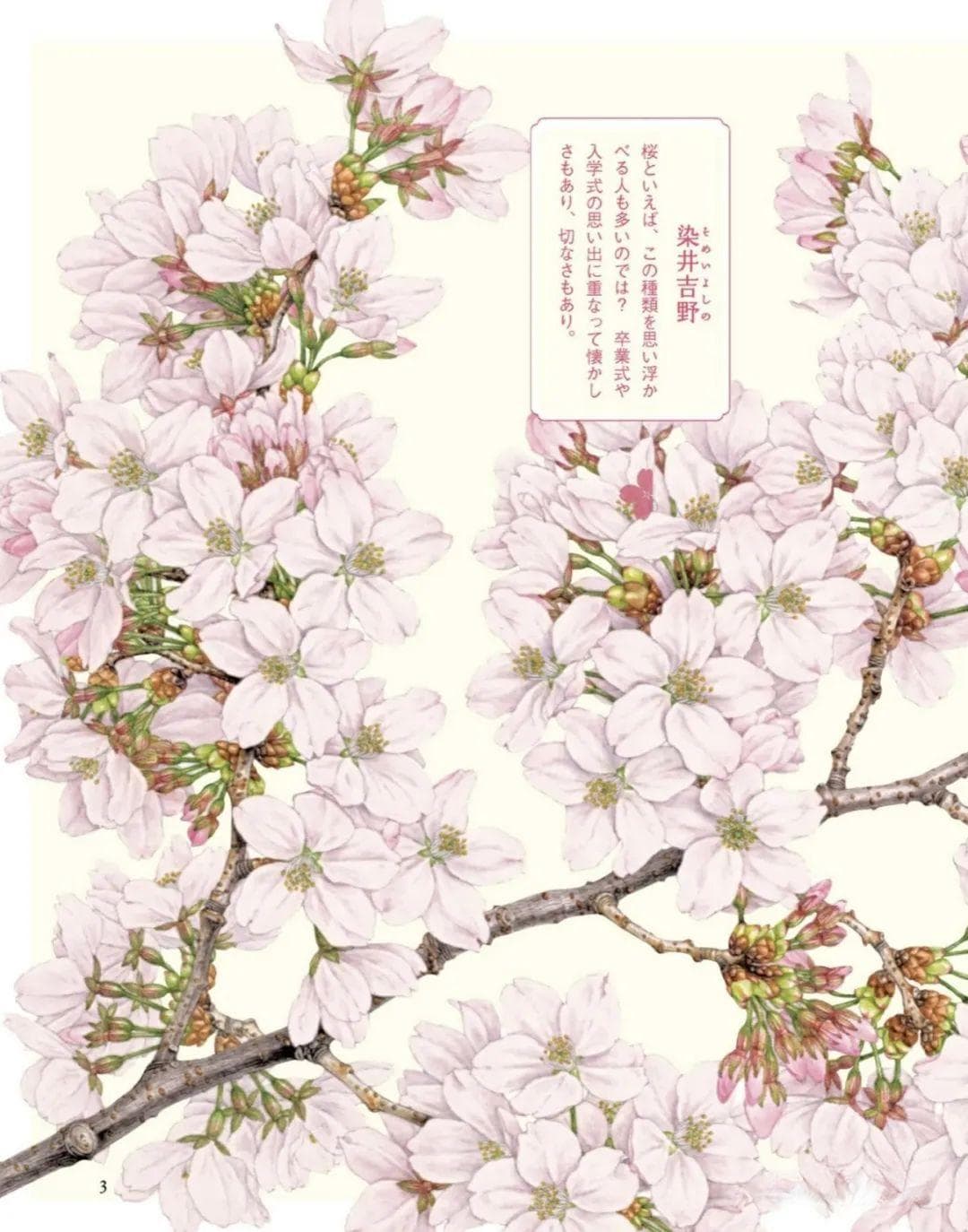 最受欢迎的樱花品种
