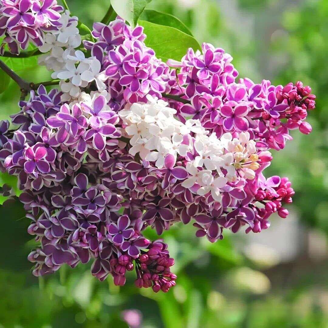 丁香花适合种植在室内吗？有什么风水讲究？