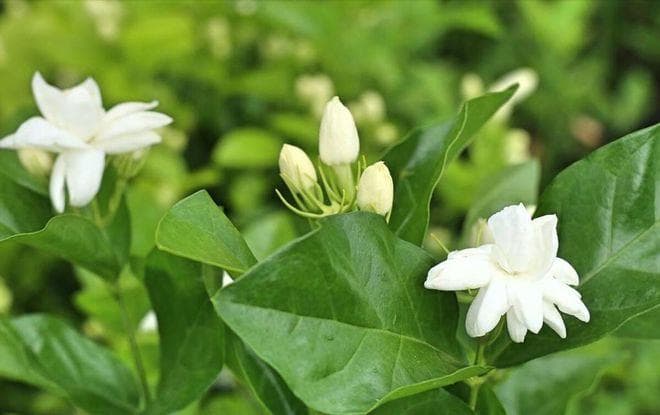 茉莉花修剪全攻略：四季修剪时机与方法详解