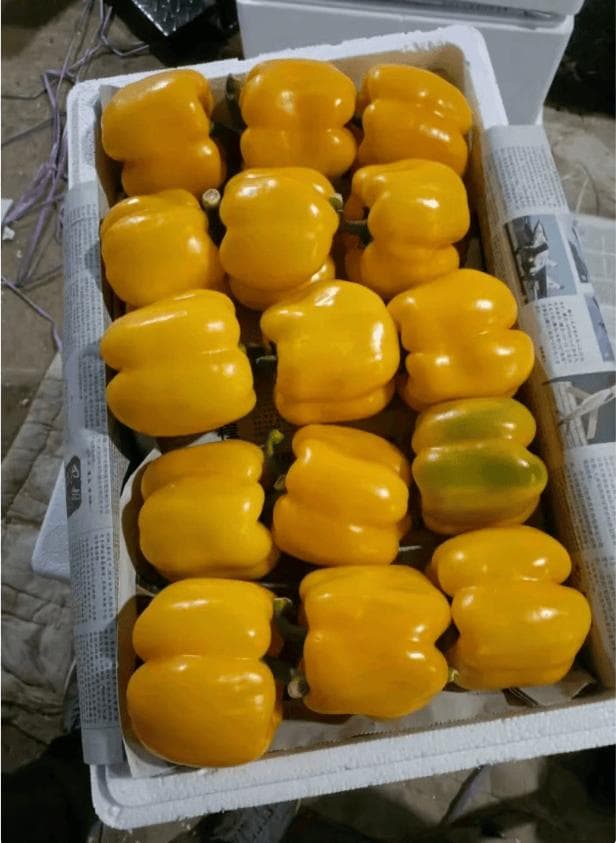 黄彩椒价格暴涨140%，每斤最高达20元！揭秘高端食材背后的市场逻辑