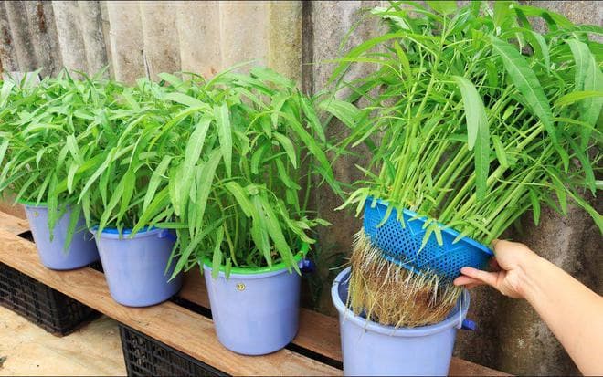 空心菜什么时候种植最合适