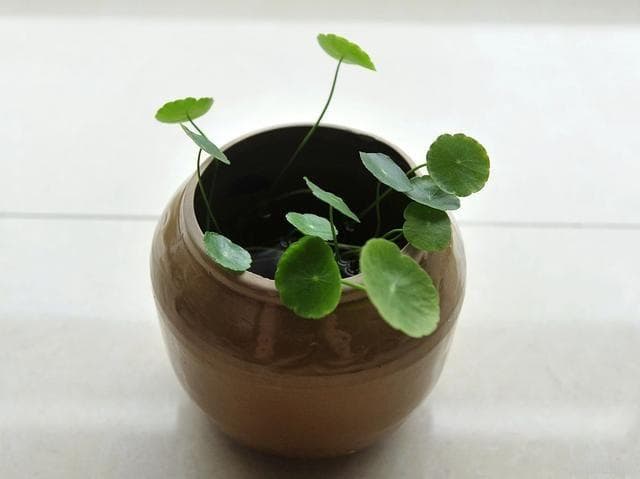 金钱草种植指南：轻松上手，绿意盎然！