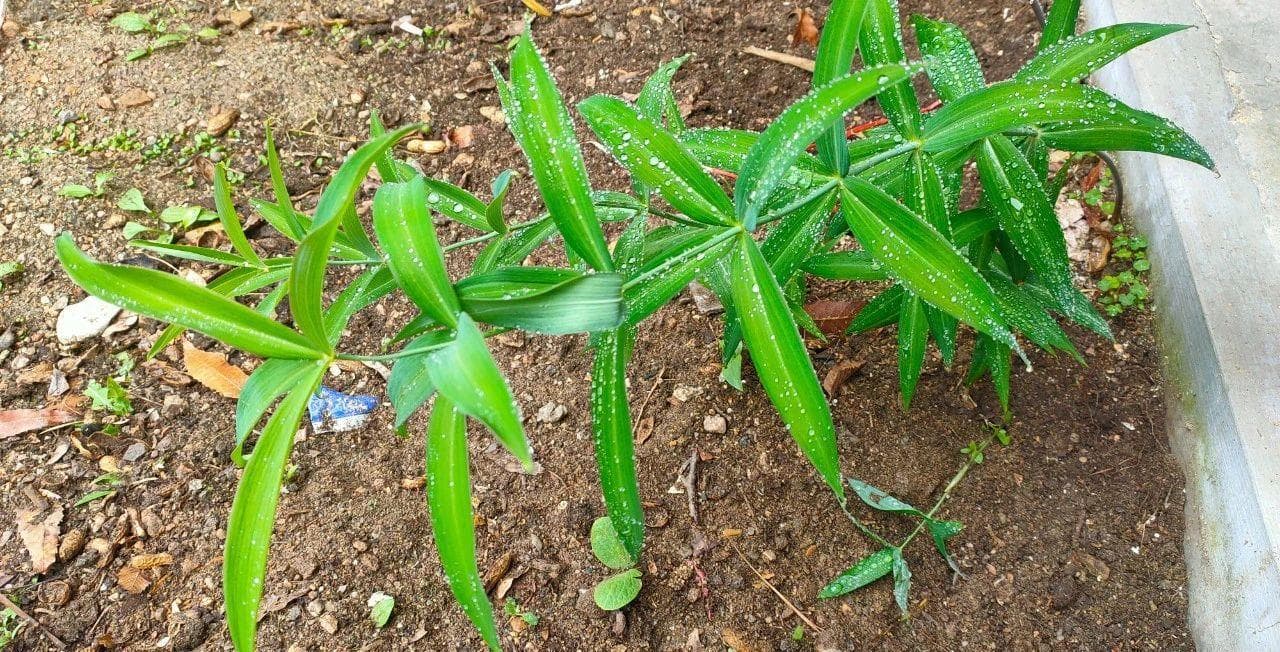 物语之黄精（Polygonatum sibiricum）