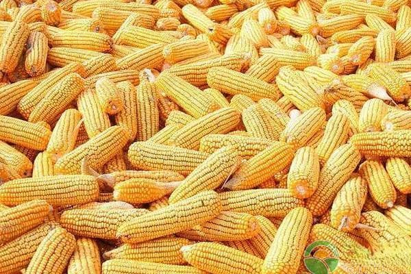 玉米种植技术与管理施肥指南