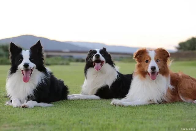 边牧犬什么颜色最贵？
