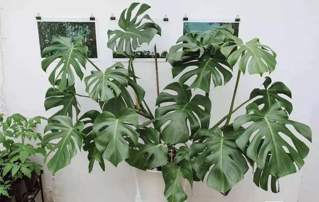 最能吸甲醛的室内植物排行榜，这些植物才是真正的除醛高手