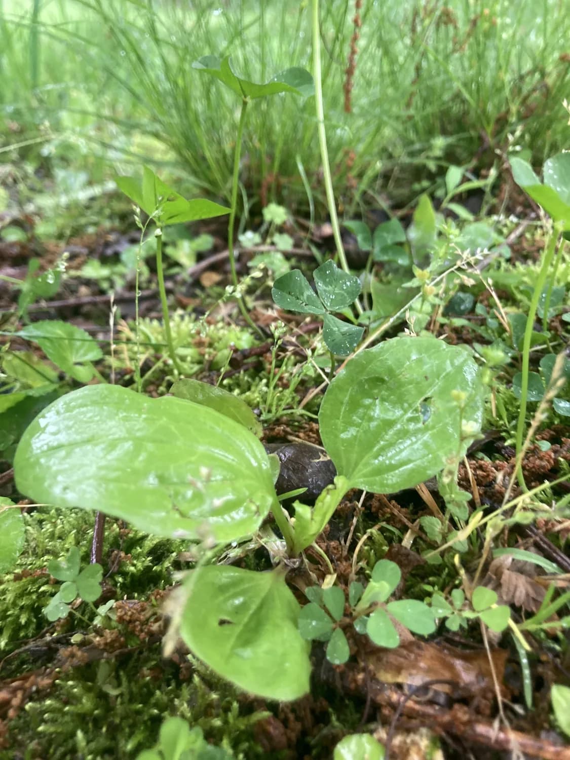 野山药的神奇功效：从传统应用到现代研究