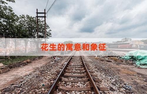 花生的寓意：从传统吉祥到现代文化象征