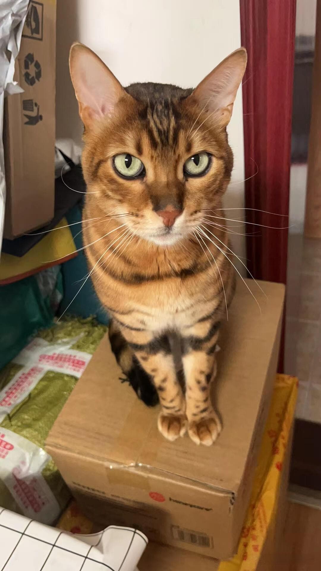 专业找猫团队教你如何找到丢失的猫