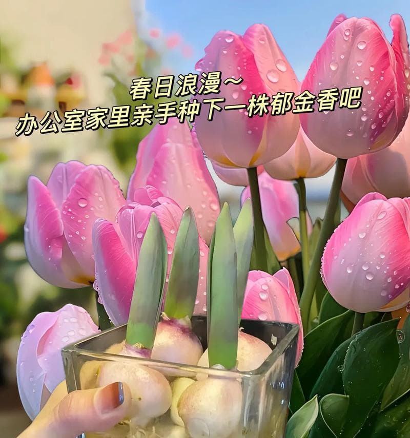 如何在室内养护郁金香（全面解析室内种植郁金香的方法与技巧，打造一个美丽的花园）