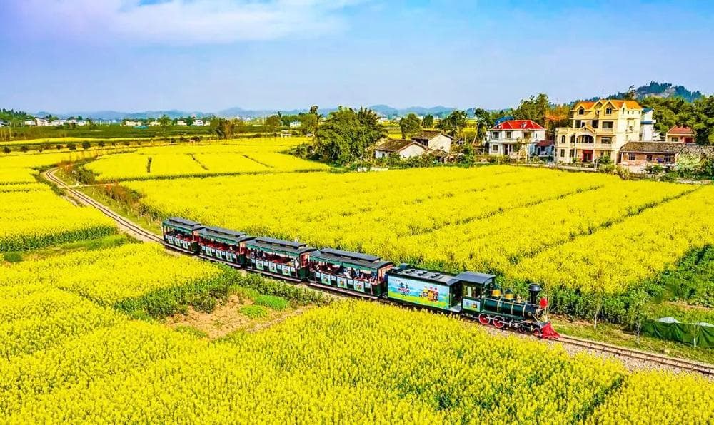 重庆2025年油菜花最佳观赏期预报出炉
