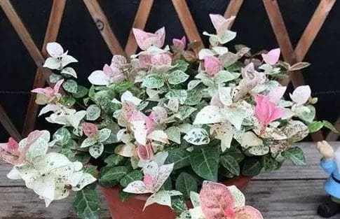 养花养腻了？10种好看的观叶植物，家里养上1盆，叶子比花还漂亮