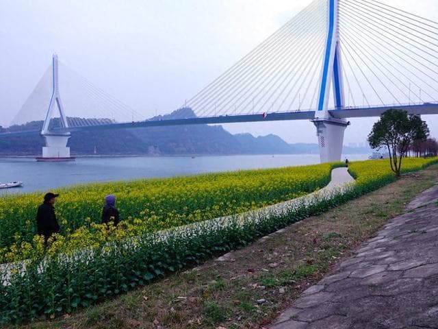 湖北宜昌：城市中的金色田园梦，油菜花绘就春日奇迹！