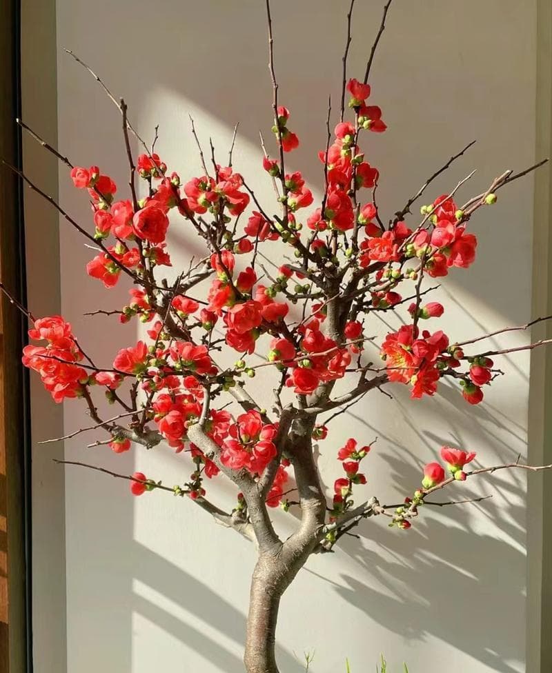海棠花的花期是多久时间？（探究海棠花的生长过程及其花期长短）
