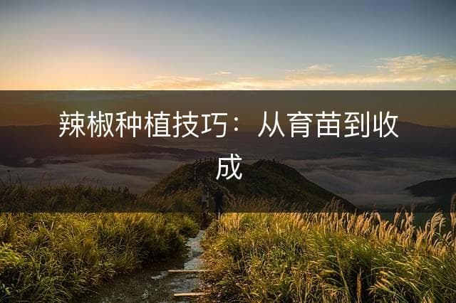 辣椒种植技巧：从育苗到收成